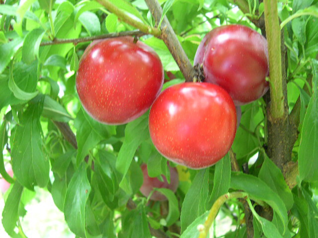 Image Result For Nurseries In Santa Rosa Image Result For Nurseries In Santa Rosa