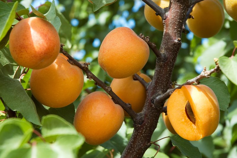 Apricots