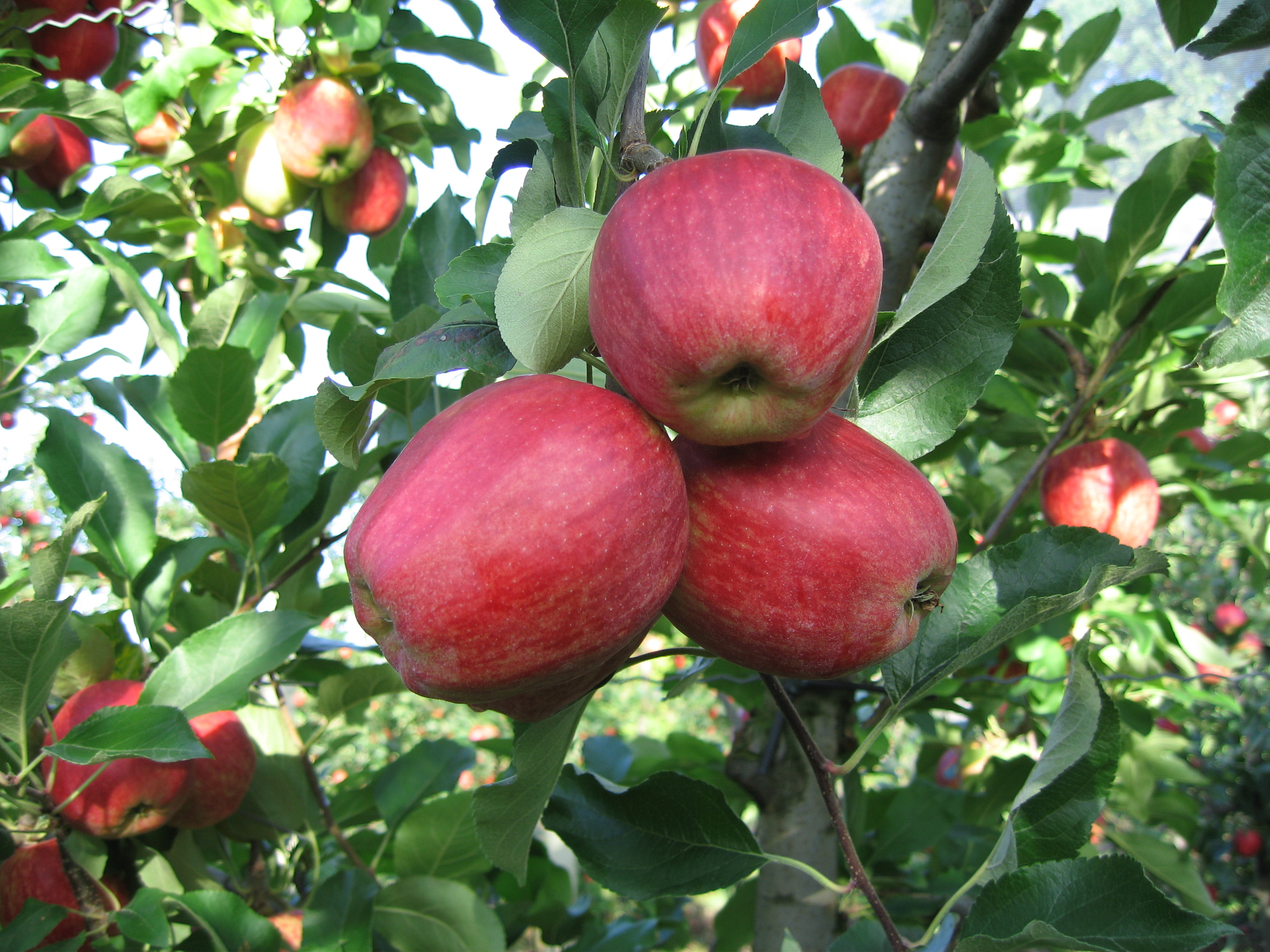 Royal Gala Selections