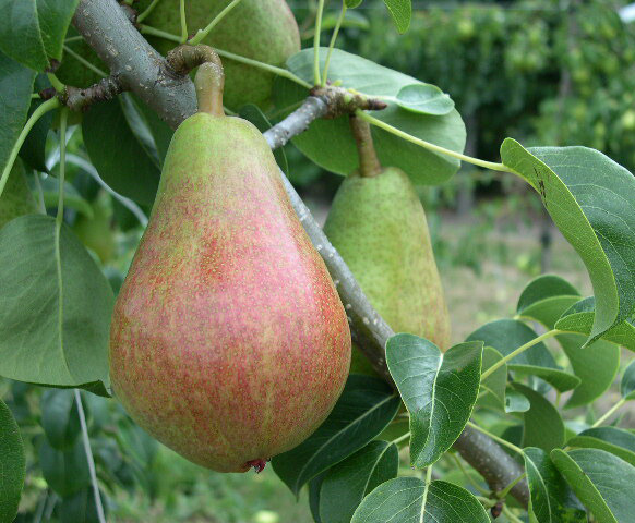 Summer Pears