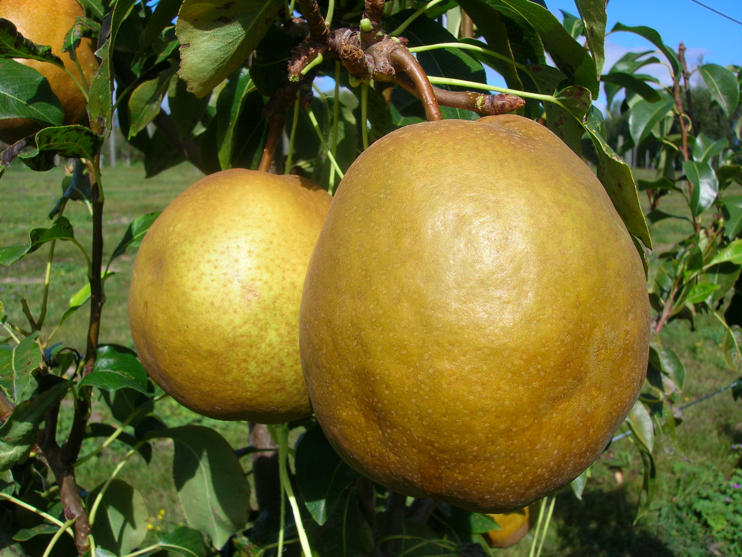 Winter Pears